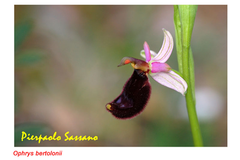 Orchidee del Trasimeno 2008